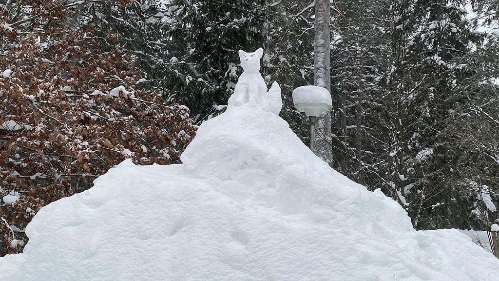 Naali, lumiveistokset