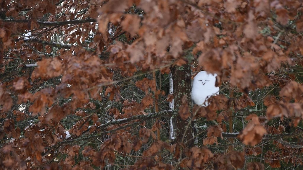 Pöllö, lumiveistos, Lehikoinen
