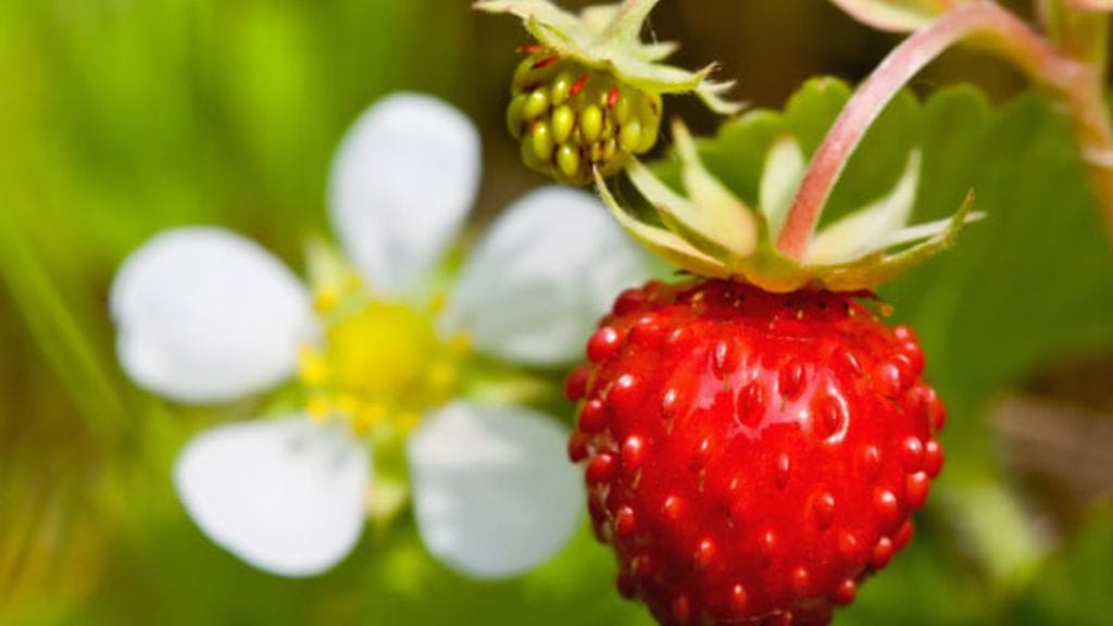 Kohta niitä taas saa, kotimaisia mansikoita.