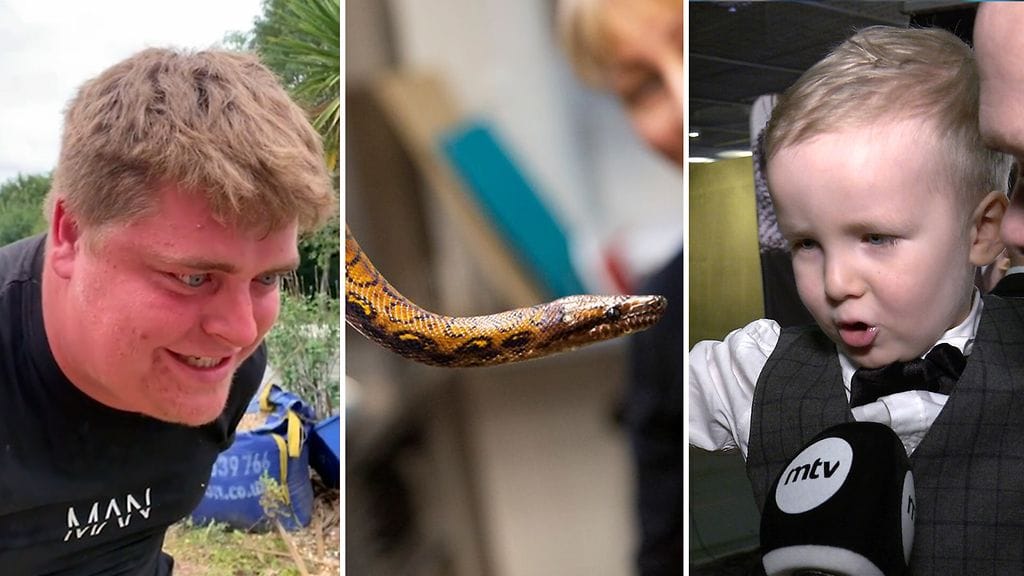 21-vuotias Regan sai työkaverinsa nauramaan tempullaan, puoli vuotta kateissa ollut Korkeasaaren boa löytyi ja pikkuinen Edvin hurmasi elokuvan ensi-illassa.