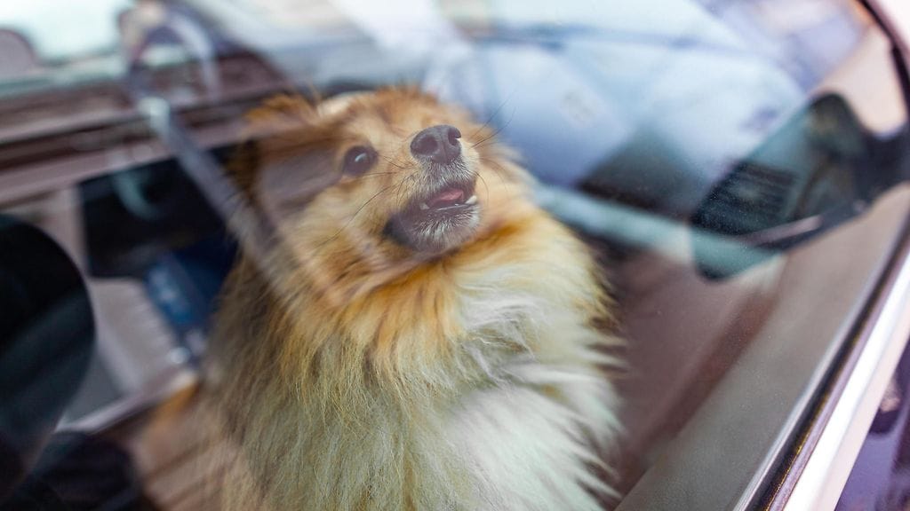 Kuvituskuva shetlanninlammaskoirasta autossa.