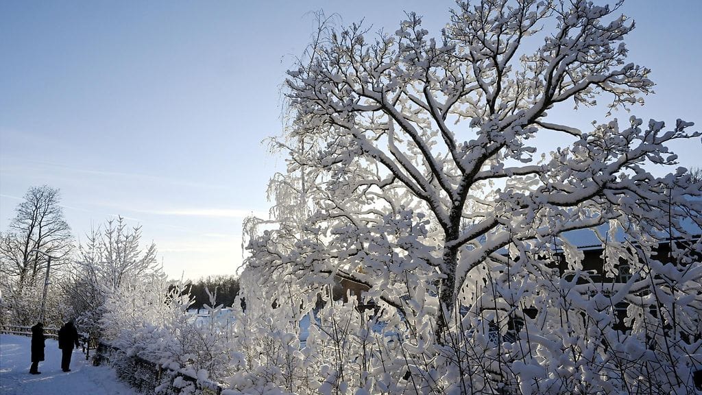 Alkuvuonna Suomessa mitattiin jopa 40 asteen pakkaslukemia.