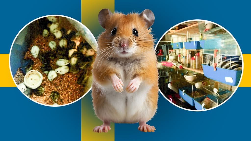 Kuusikymppisen ruotsalaisnaisen asunto osoittautui varsinaiseksi ”eläinhoitolaksi”.