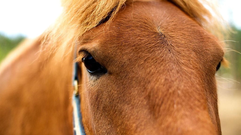 Eläinlääkäri lopetti hevosen turmapaikalle. Kuvituskuva.