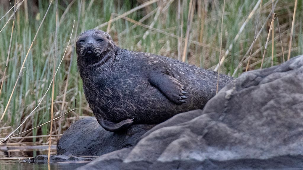 Saimaannorppa on päivitetty myös maailman merinisäkkäiden luetteloon omana lajinaan, mikä vakiinnuttaa lajin virallista asemaa.