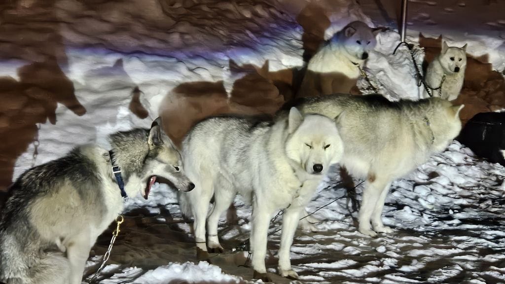 Valas-siipikarjamakkaraa oli tuotu valjakkokoirien ruuaksi. Arkistokuva.