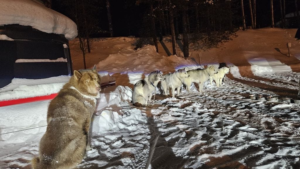 Tässä valjakkokoirat pelastettuina Kemijärven pelastusasemalla odottamassa taas reissuun lähtöä.