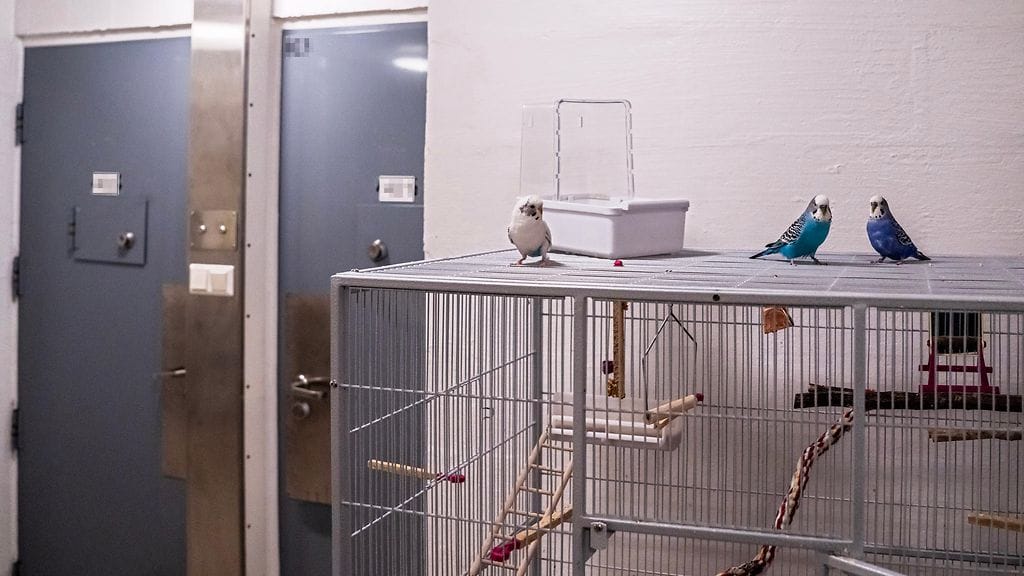 Breivikin lemmikkiundulaatit hänen sellissään Ringeriken vankilassa joulukuussa 2023.