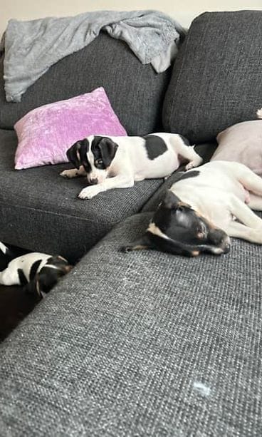 Oma Janita Fraserin koiranpennut 1