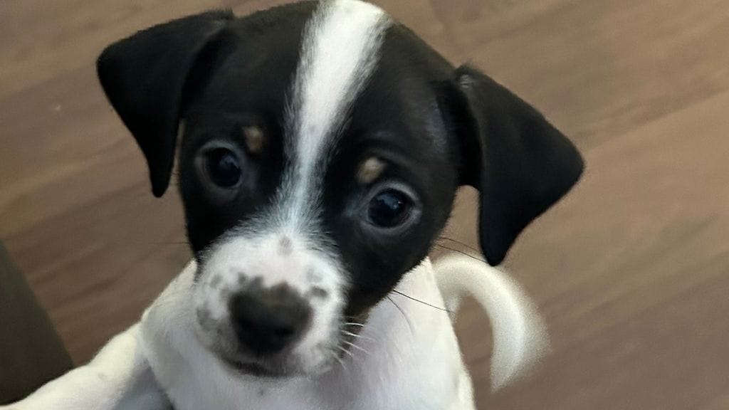 Oma Janita Fraser koiranpennut 2