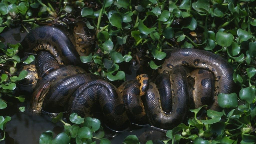 Aiemmin tuntematon pohjoinen viheranakonda (Eunectes akayima) löytyi Ecuadorista.