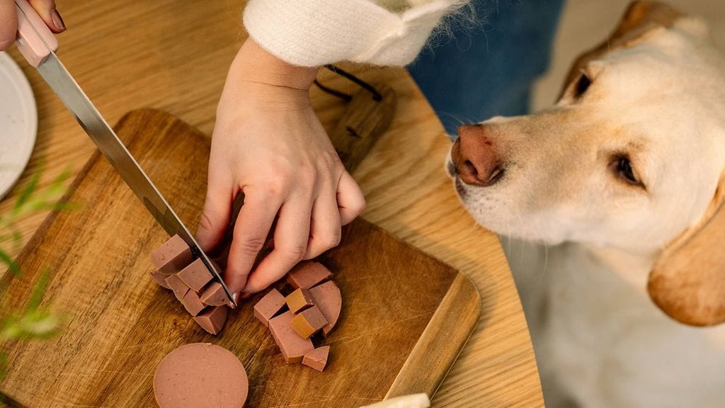 MAINOS Musti ja Mirri