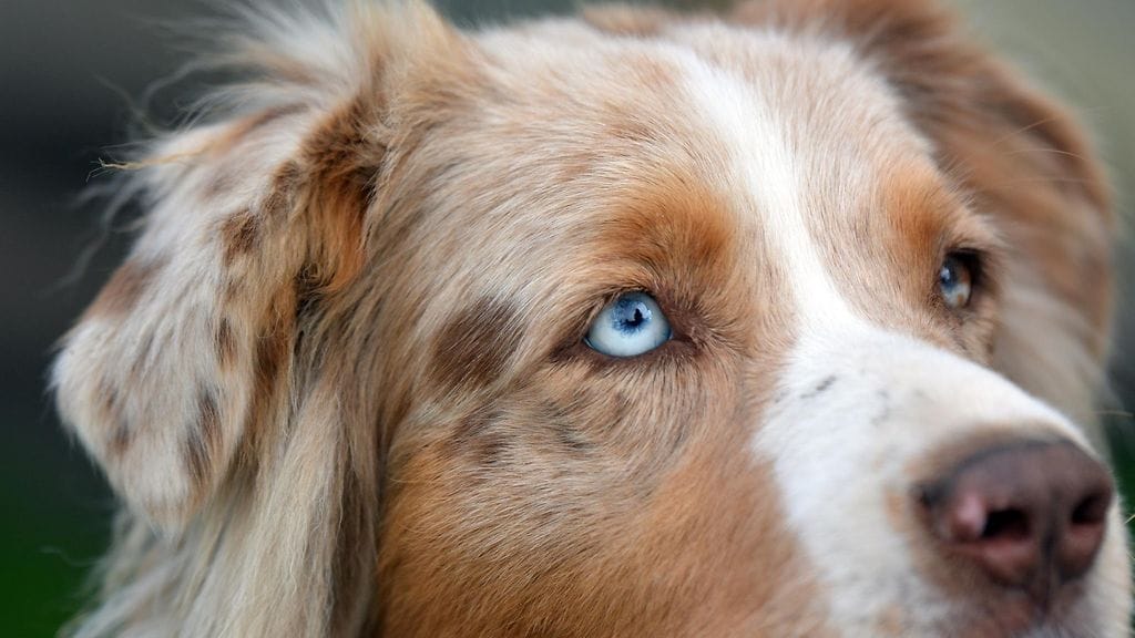 australianpaimenkoira