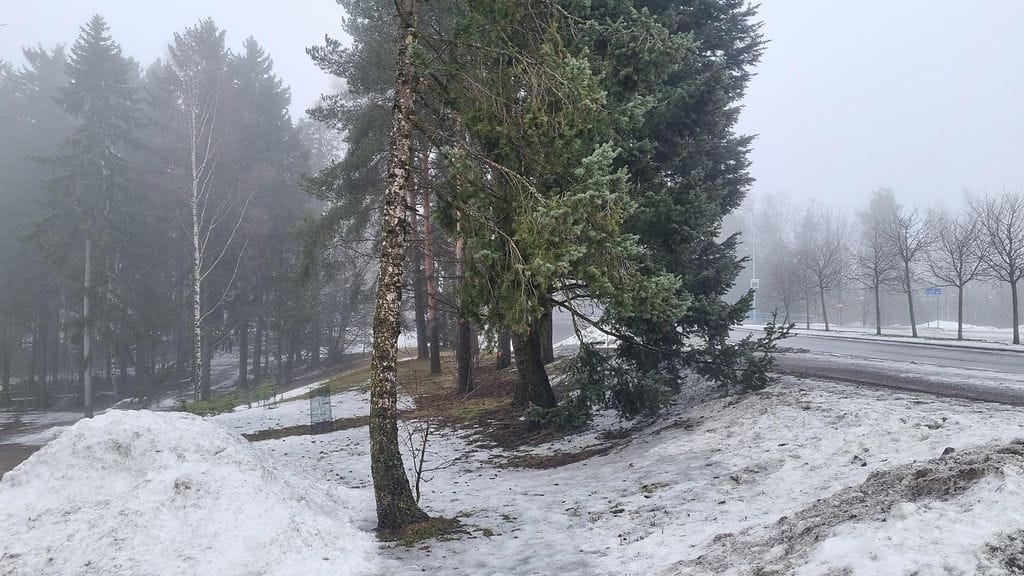 Vuosaari henkirikospaikka