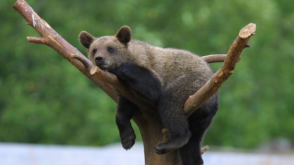 Arkistokuva Ähtärin eläinpuistosta.