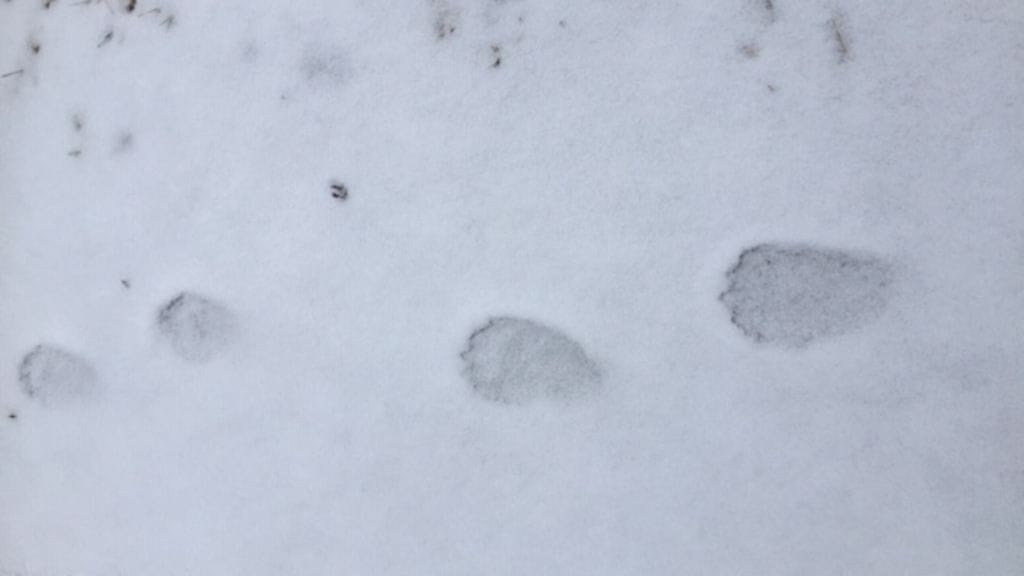 29022024 PASI TAMMINEN AHMA (1)