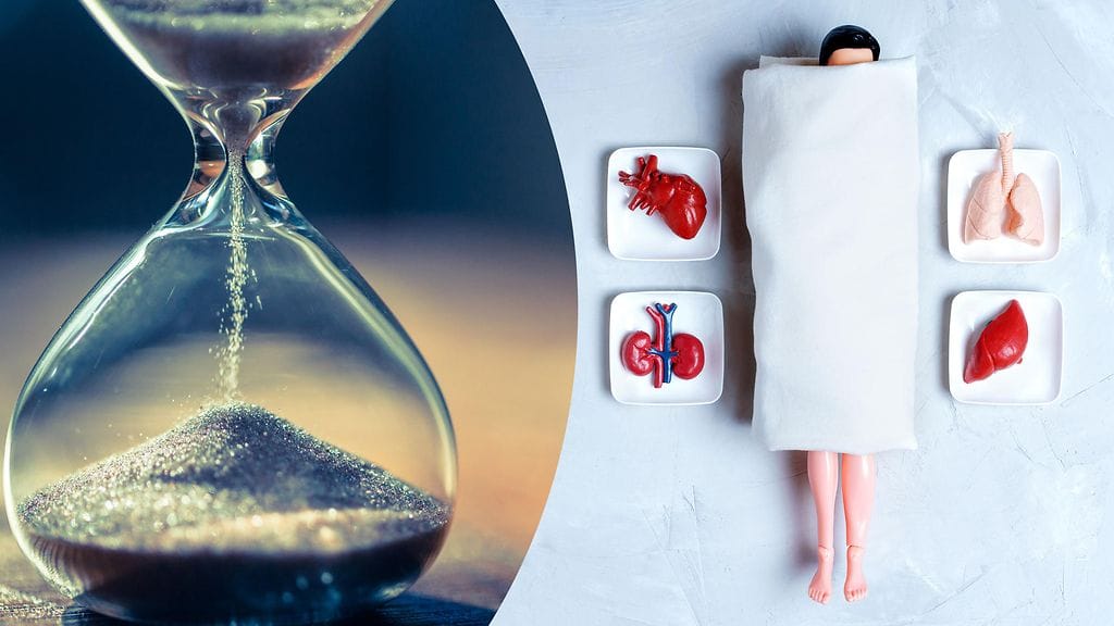 Elimet ikääntyvät eri tahtia. Kuvituskuva.