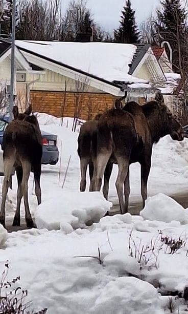 Cityhirvet Torniossa