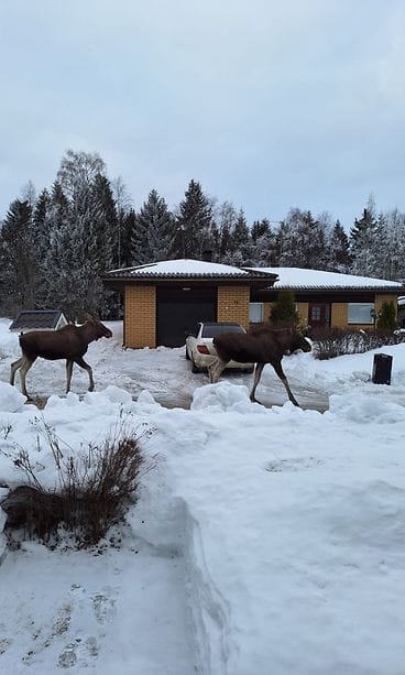 Cityhirvet Torniossa