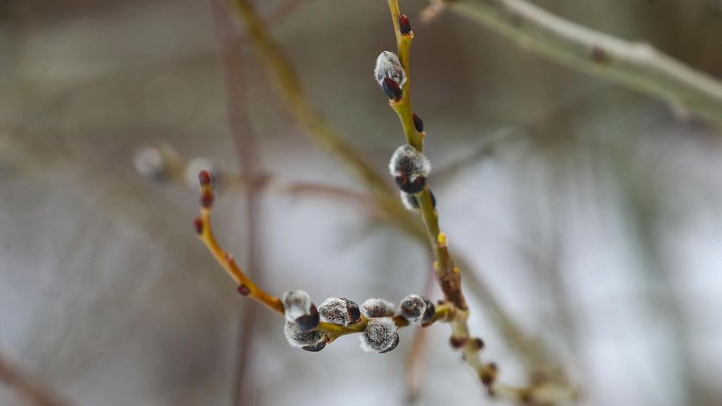 AOP Helsinki, Vuosaari. Kuvassa pajunkissoja.
