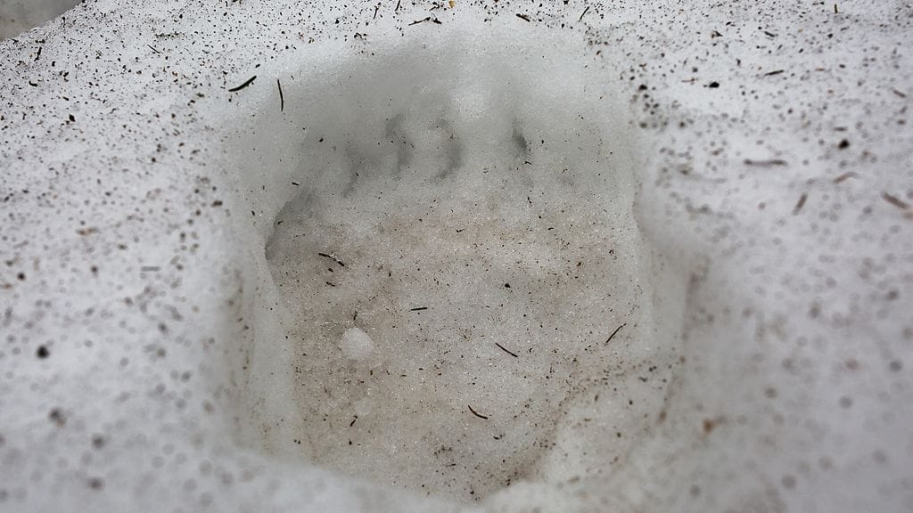 Kuvitkuskuvassa tuore karhunjalanjälki Kôprován laaksossa Slovakiassa 1. maaliskuuta.