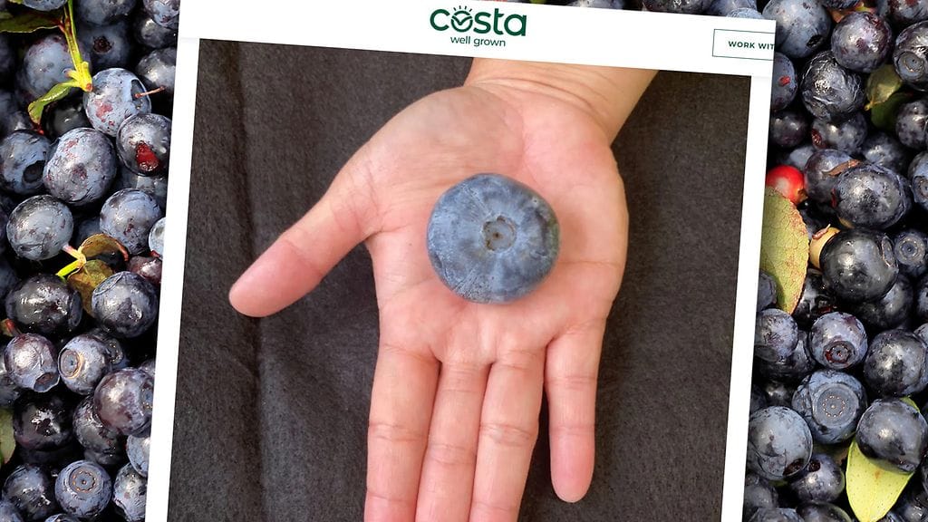 Maailman isoin mustikka