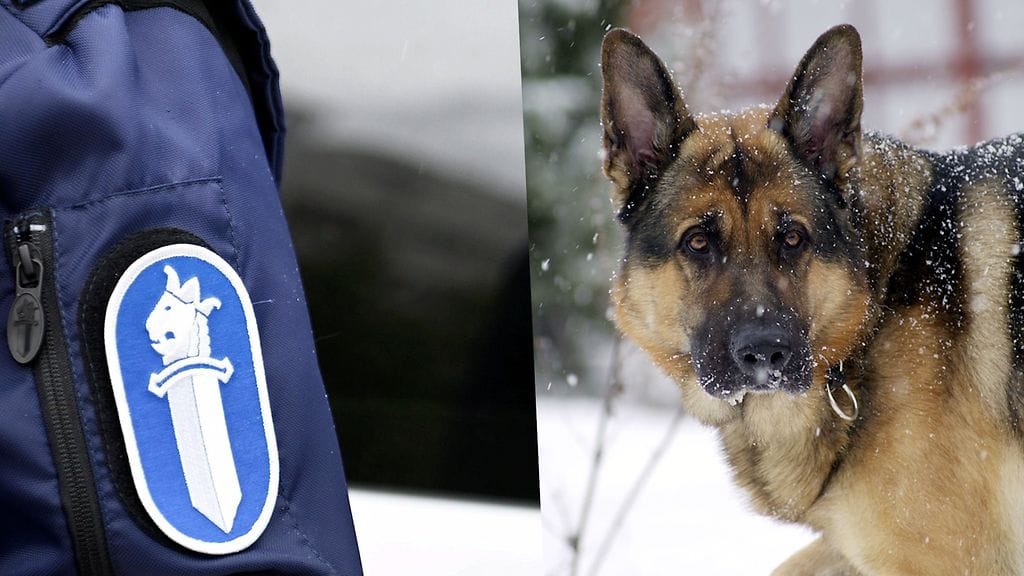 Poliisikoiran terävän nenän ansiosta murtautuja saatiin kiinni. Kuvan koira ei liity tapaukseen.