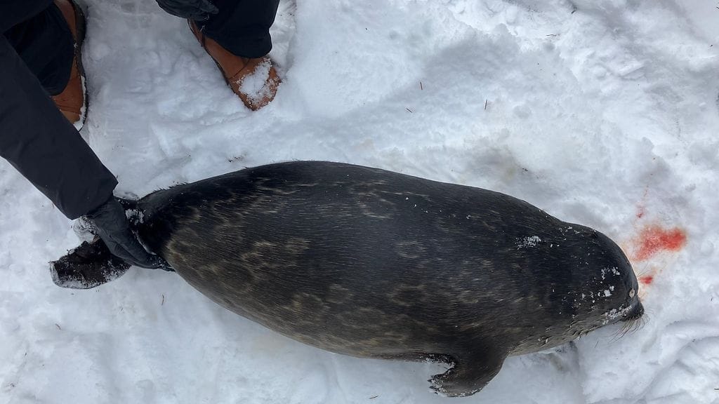 Metsähallituksen kuva kuolleesta saimaannorpasta.