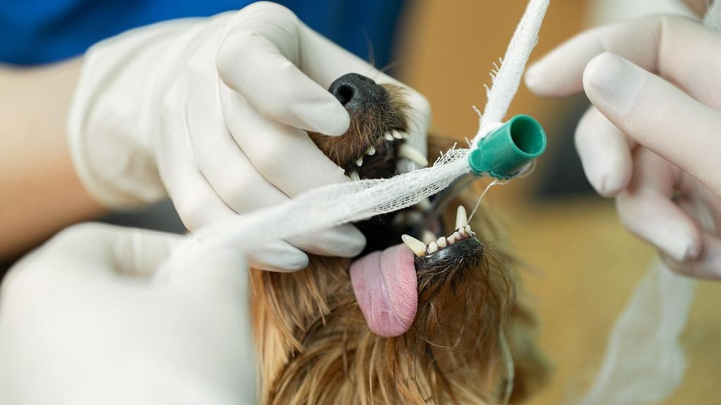 Kuvituskuva: Kuvan koira ei liity tapaukseen.