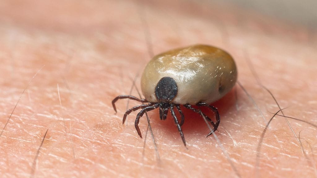 Omaolo-palvelussa voi testata, voisivatko oireet liittyä punkin puremaan.