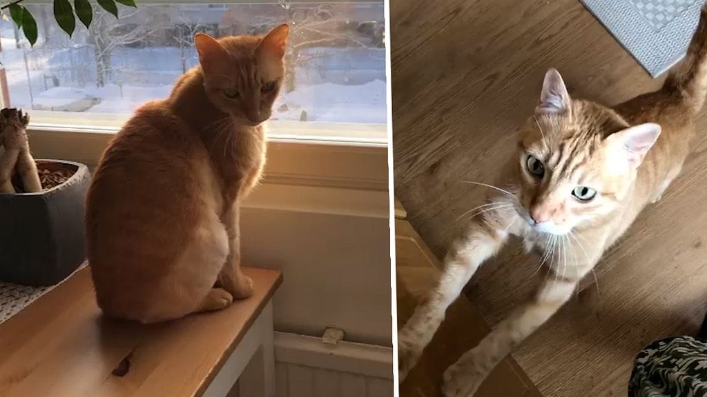 Kuopiossa asuva Bob-kissa hämmästyttää puhetaidoillaan: ”Harakka” – katso videolta