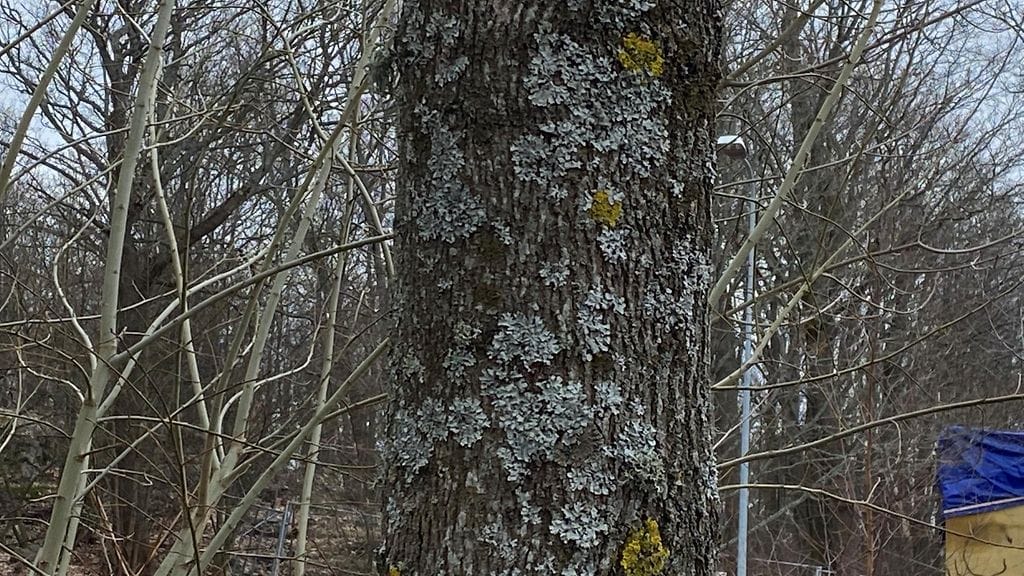 100 lajia -haaste, jäkälät, vaahtera