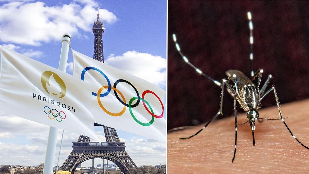 Tiikerihyttyset levittävät useita eri viruksia, kuten denguekuumevirusta.