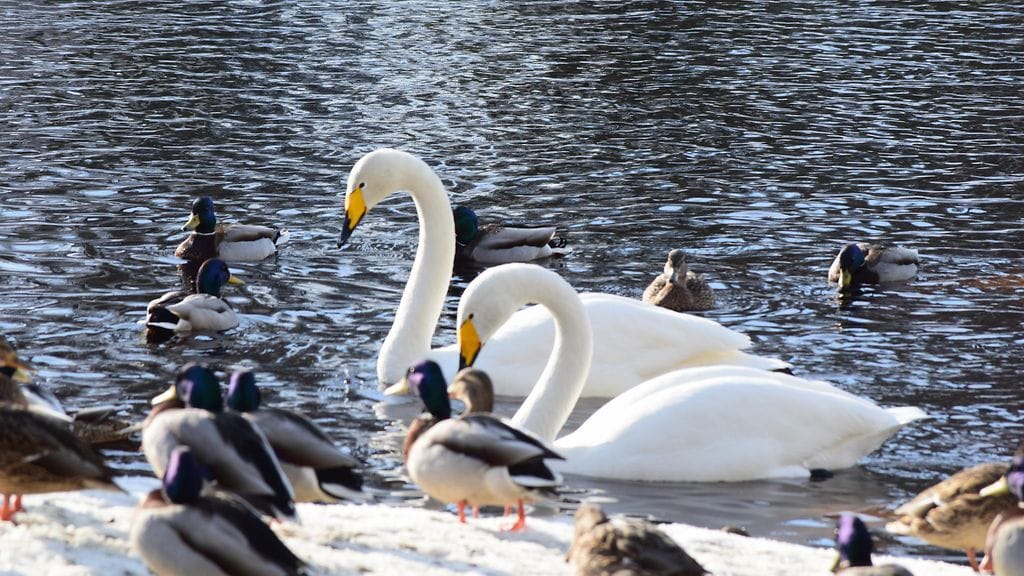 Linnut nauttivat pääsiäisen auringosta Kajaanissa.