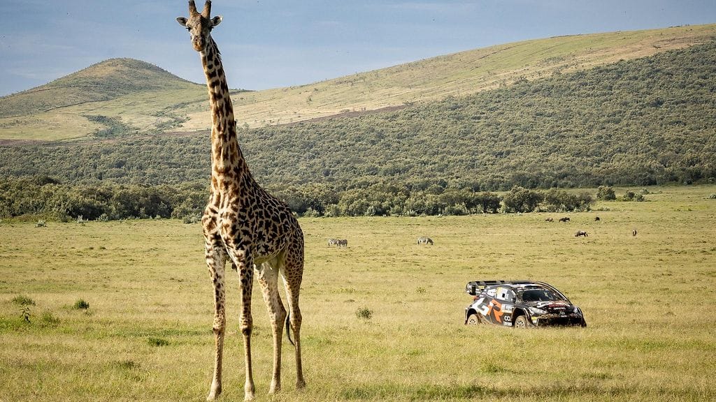 Kalle Rovanperä joutui rajuun väistöliikkeeseen – gnuu seikkaili keskellä tietä