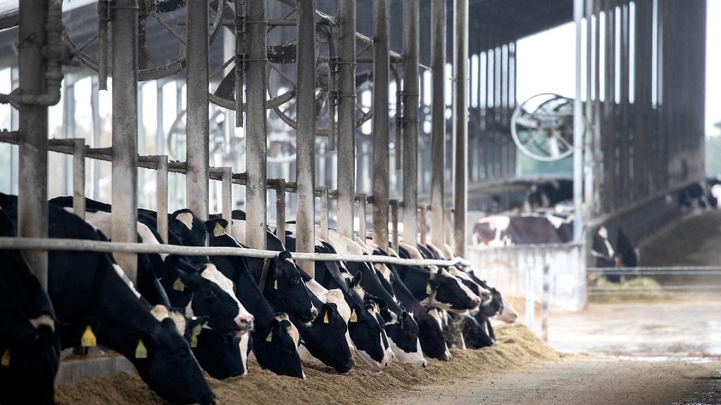 Lintuinfluenssan kerrotaan tarttuneen ihmiseen karjasta. Kuvituskuva.