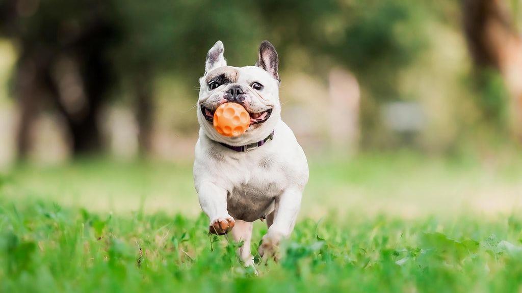 koira juoksee pallon kanssa