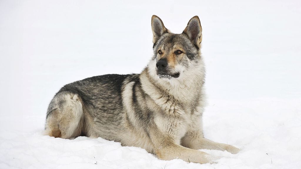 Kuvituskuva: Tsekkoslovakian susikoira eli ceskoslovensky vlcak. Kuvan eläin ei liity tapaukseen.