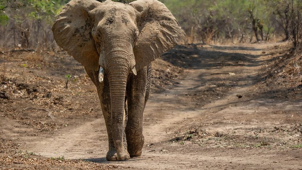 Kuvituskuva elefantista. Ei liity tapaukseen.