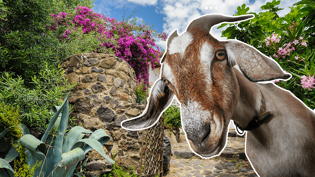 Sisilian rannikolla sijaitsevan saaren pormestari pyytää ihmisiä adoptoimaan hämmästyttävää vauhtia lisääntyneitä vuohia.