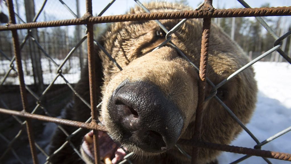 Karhu Kuusamon suurpetokeskuksessa viime huhtikuussa.