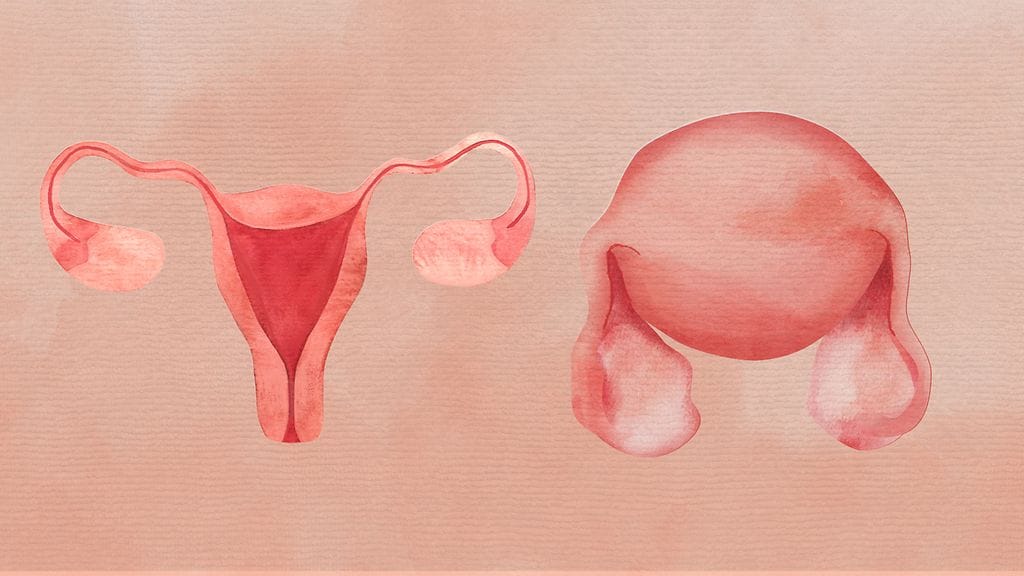 OMA kohtu munasarjat oikea realistinen