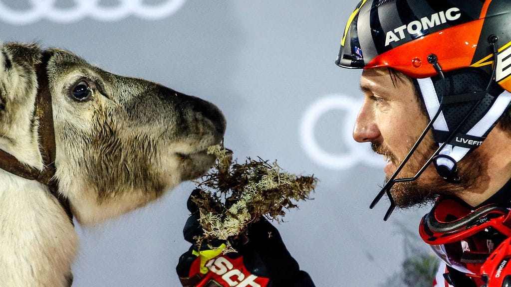 Alppihiihtotähti Marcel Hirscher teki tuttavuutta poron kanssa Levillä marraskuussa 2018.