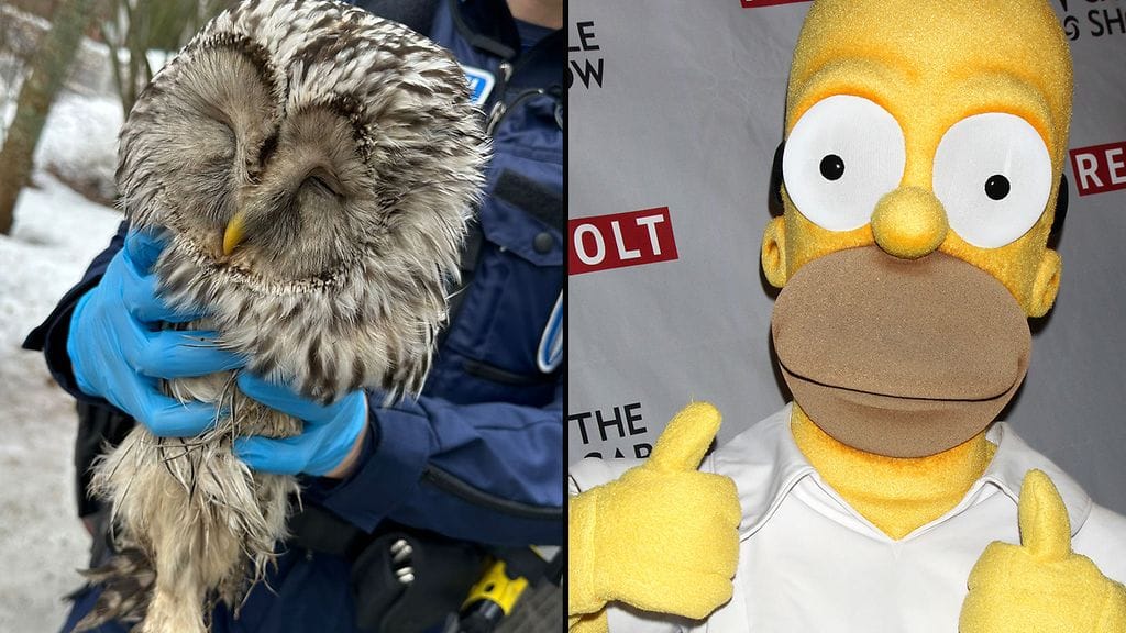 Poliisi pelasti pöllön ja animaatiohahmo pyysi suomalaisilta anteeksi. Lue hyvän mielen jutut alta!