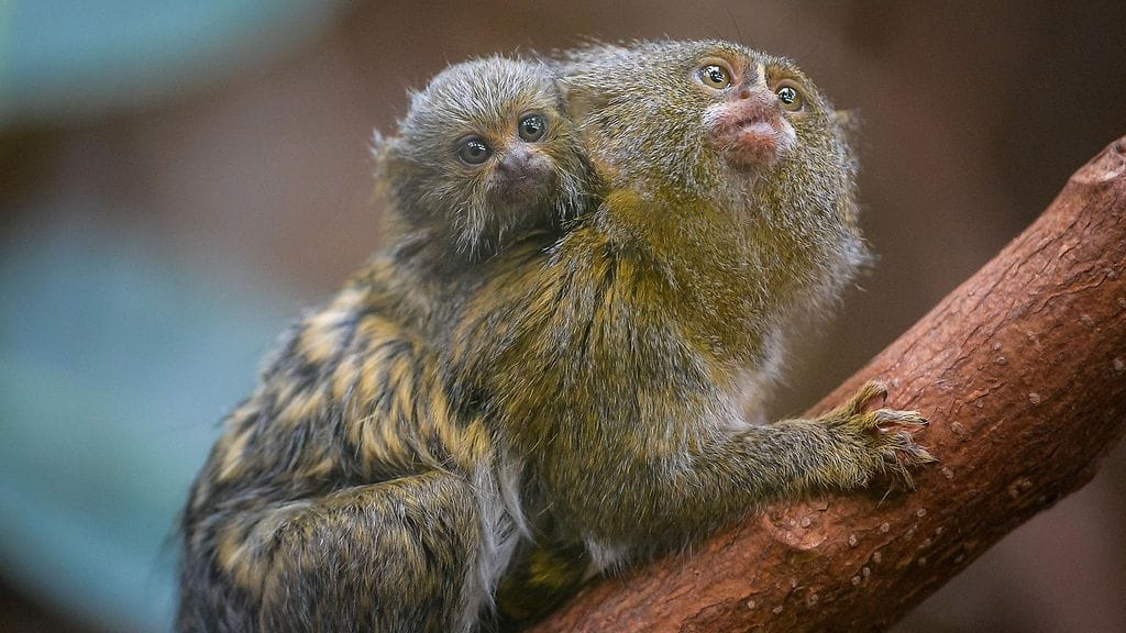 AOP Kääpiömarmosettivauva emonsa selässä.
