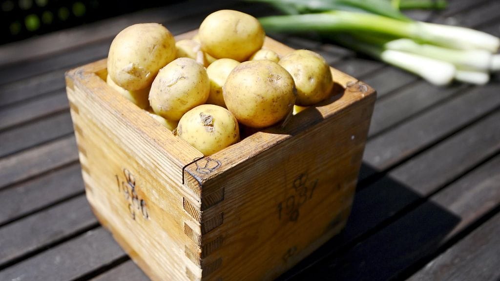 Kuvituskuva. Kotimaiset varhaisperunat maksavat tällä hetkellä ruokakaupoissa paljon enemmän kuin ulkomaalaiset varhaisperunat.