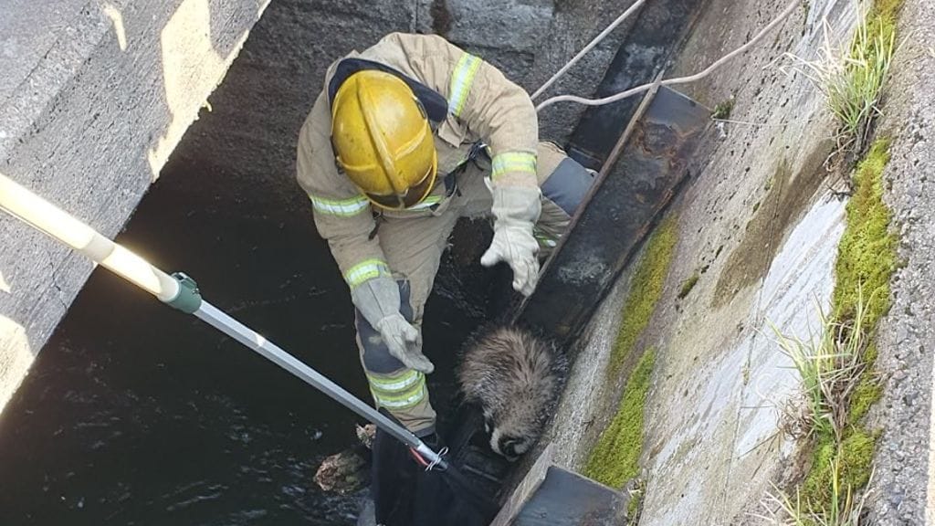 Mäyrä saatiin pelastettua, mutta ei aivan onnellisesti. Pelastaja sai tuta ensin petoeläimen hampaat.