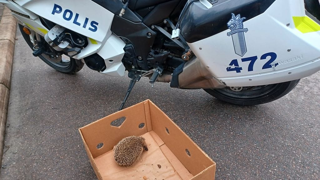 Poliisipartio toimitti kovia kokeneen siilin Korkeasaaren Villieläinsairaalaan.