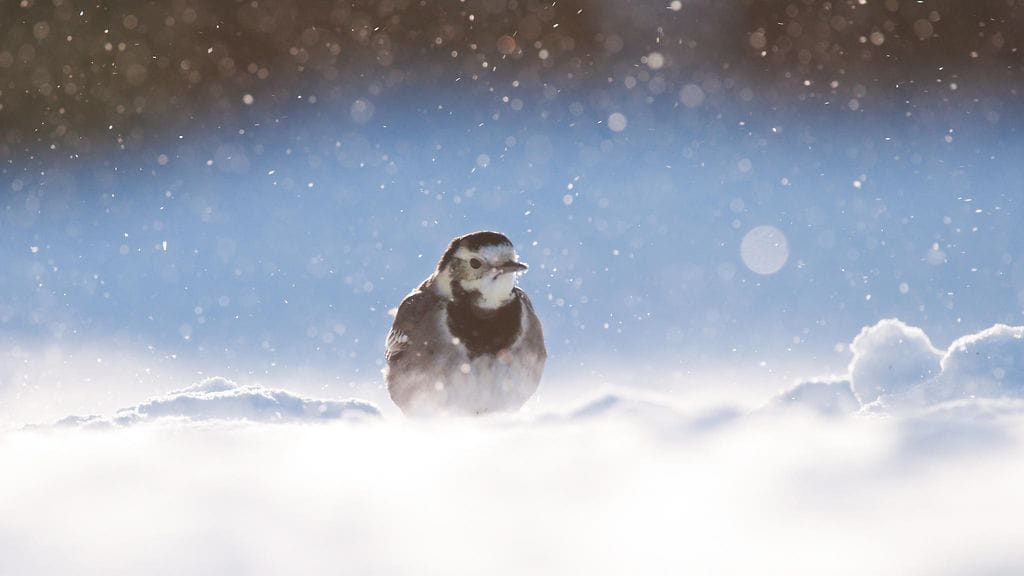 AOP Västäräkki lunta lumessa lumisade muuttolintu takatalvi pikkulintu talvi pikkuluntu kevät