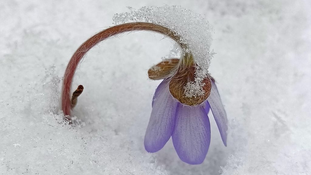 Lukijan kuva Riitta Marjamäki, Tammela